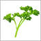parsley_stalk