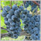 black_grape