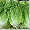 lettuce_romaine